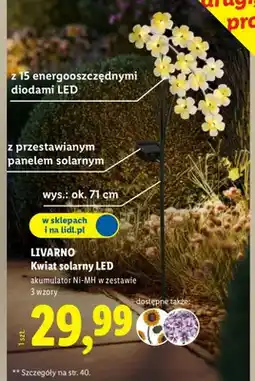 Lidl Kwiat solany LED z 15 energooszczędnymi diodami LED oferta