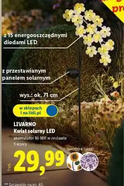 Lidl LIVARNO Kwiat solarny LED oferta