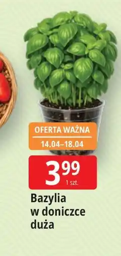 E.Leclerc Bazylia w doniczce duża oferta