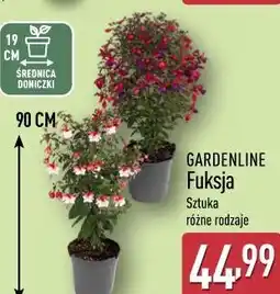 ALDI Fuksja GARDENLINE oferta