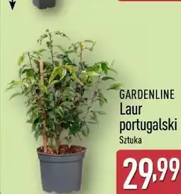 ALDI Laur portugalski GARDENLINE oferta
