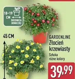 ALDI Złocień krzewiasty GARDENLINE oferta