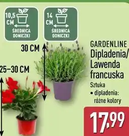 ALDI Dipladenia / Lawenda francuska GARDENLINE oferta