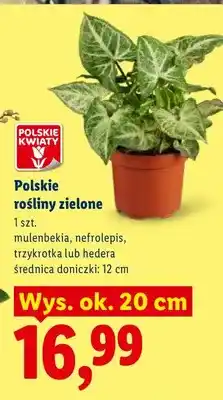 Lidl Rośliny zielone polskie oferta