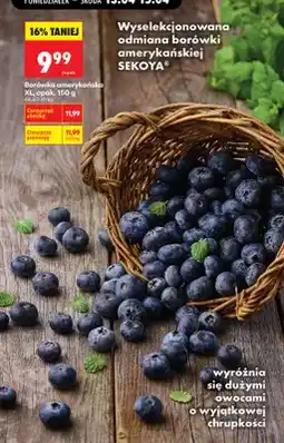 Biedronka Borówka amerykańska XL oferta
