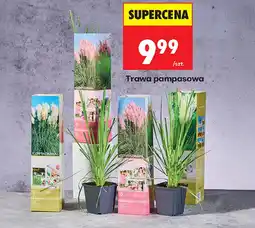 Biedronka Trawa oferta