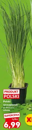 Kaufland Szczypiorek w doniczce Polski oferta