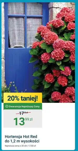 ERLI Hortensja oferta