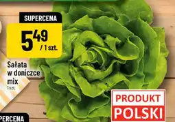 Polomarket Sałata w doniczce mix oferta