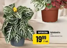 Polomarket Aphalandra oferta
