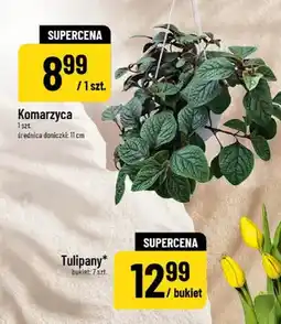 Polomarket Tulipany oferta
