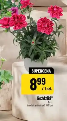 Polomarket Goździki oferta