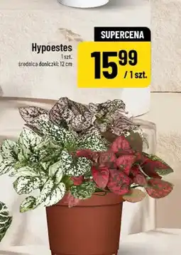 Polomarket Hypoestes oferta