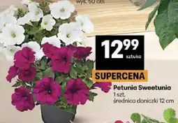 Delikatesy Centrum Petunia Sweetunia średnica doniczki 12 cm oferta