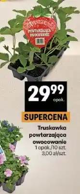 Delikatesy Centrum Truskawka powtarzająca owocowanie opakowanie oferta