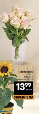 Delikatesy Centrum Słonecznik doniczkowy średnica 13cm oferta