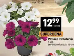 Delikatesy Centrum Petunia Sweetunia oferta