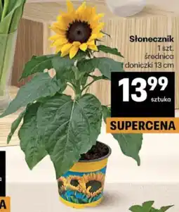 Delikatesy Centrum Słonecznik oferta