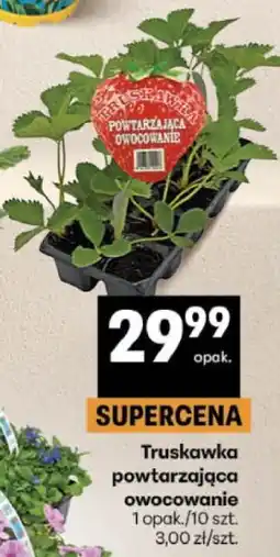 Delikatesy Centrum Truskawka powtarzająca owocowanie oferta