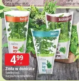 E.Leclerc Zioła w doniczce Swedeponic Bazylia/Kolendra/Mięta oferta