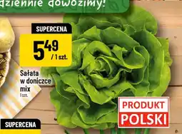 Polomarket Sałata w doniczce mix oferta