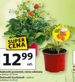 Auchan Sadzonki poziomek oferta