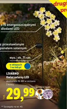 Lidl Kwiat Livarno oferta