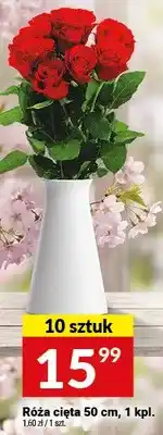 Twój Market Róża cięta 50 cm oferta