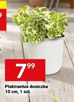 Twój Market Piektrantus doniczka 10 cm oferta