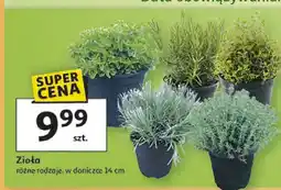 Auchan Zioła różne rodzaje w doniczce oferta