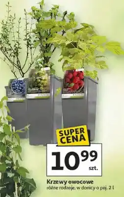 Auchan Krzewy owocowe różne rodzaje oferta