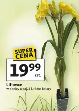 Auchan Liliowce różne kolory oferta