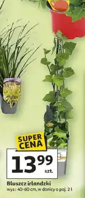 Auchan Bluszcz irlandzki oferta