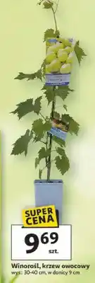 Auchan Winorośl, krzew owocowy oferta