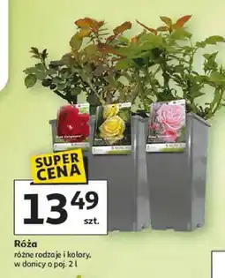 Auchan Róża różne rodzaje i kolory oferta