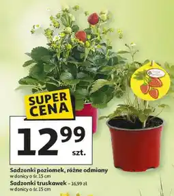 Auchan Sadzonki poziomek, różne odmiany oferta