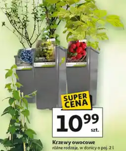 Auchan Krzewy owocowe oferta