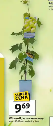 Auchan Winorośl oferta