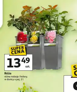 Auchan Róża oferta