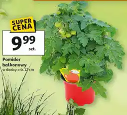 Auchan Pomidor balkonowy oferta