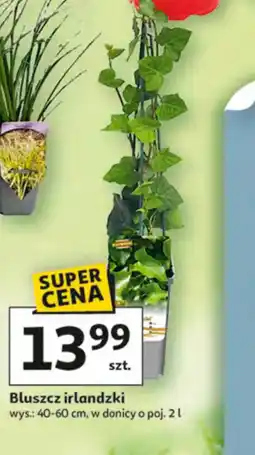 Auchan Bluszcz irlandzki oferta