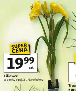 Auchan Liliowce oferta