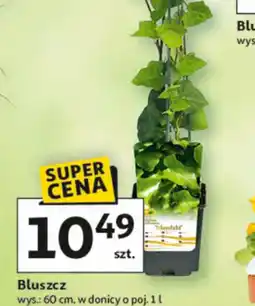 Auchan Bluszcz oferta