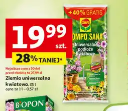 Auchan Ziemia uniwersalna kwiatowa oferta