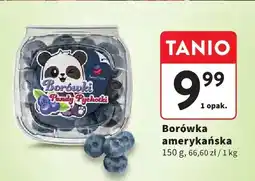 Intermarche Borówka amerykańska oferta