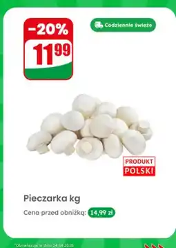 Dino Pieczarka kg oferta