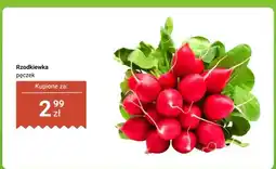 Dino Rzodkiewka pęczek oferta