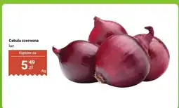 Dino Cebula czerwona luz oferta