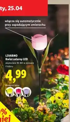 Lidl Kwiat solany LED oferta
