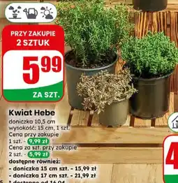 Dino Kwiat Hebe oferta